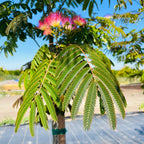 Mimosa Silk Tree