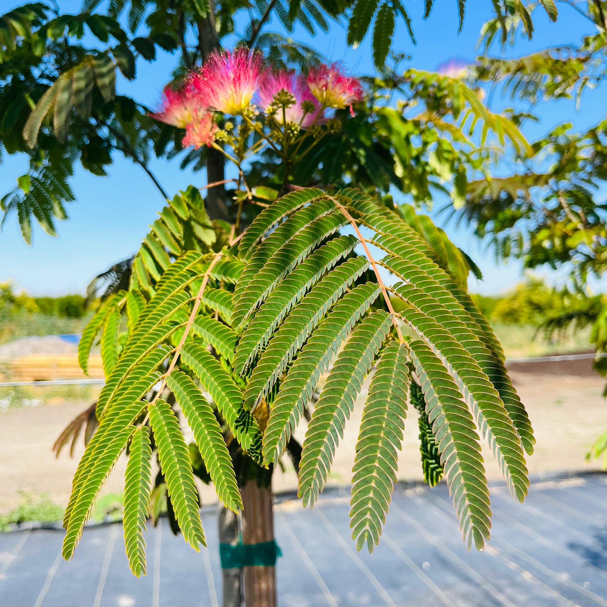 Mimosa Silk Tree