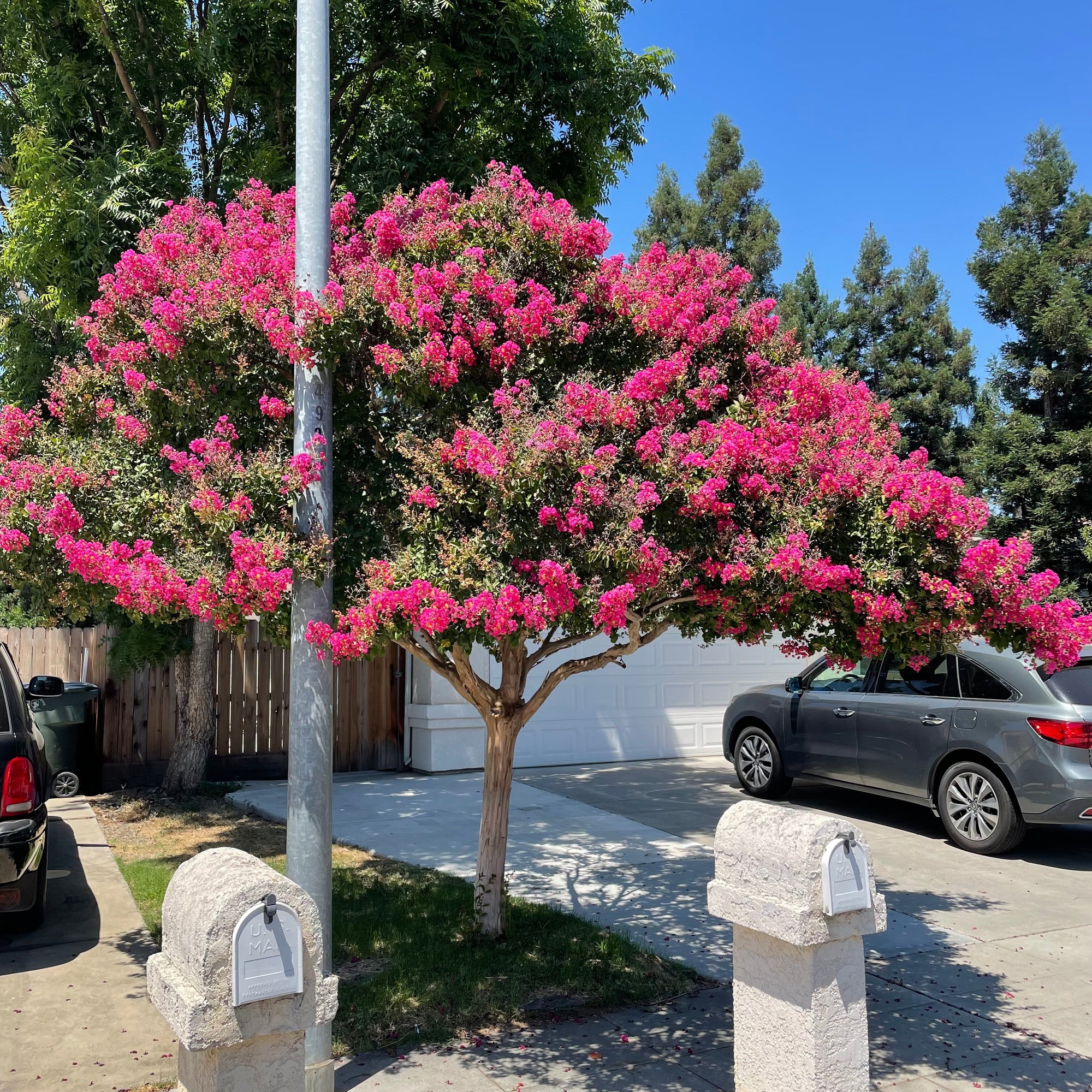 Tuscarora Crape Myrtle