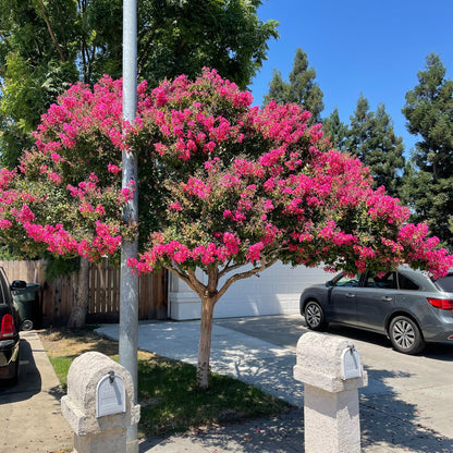 Crape Myrtle-Rose Red Crape Myrtle Tree