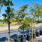 Mimosa Silk Tree