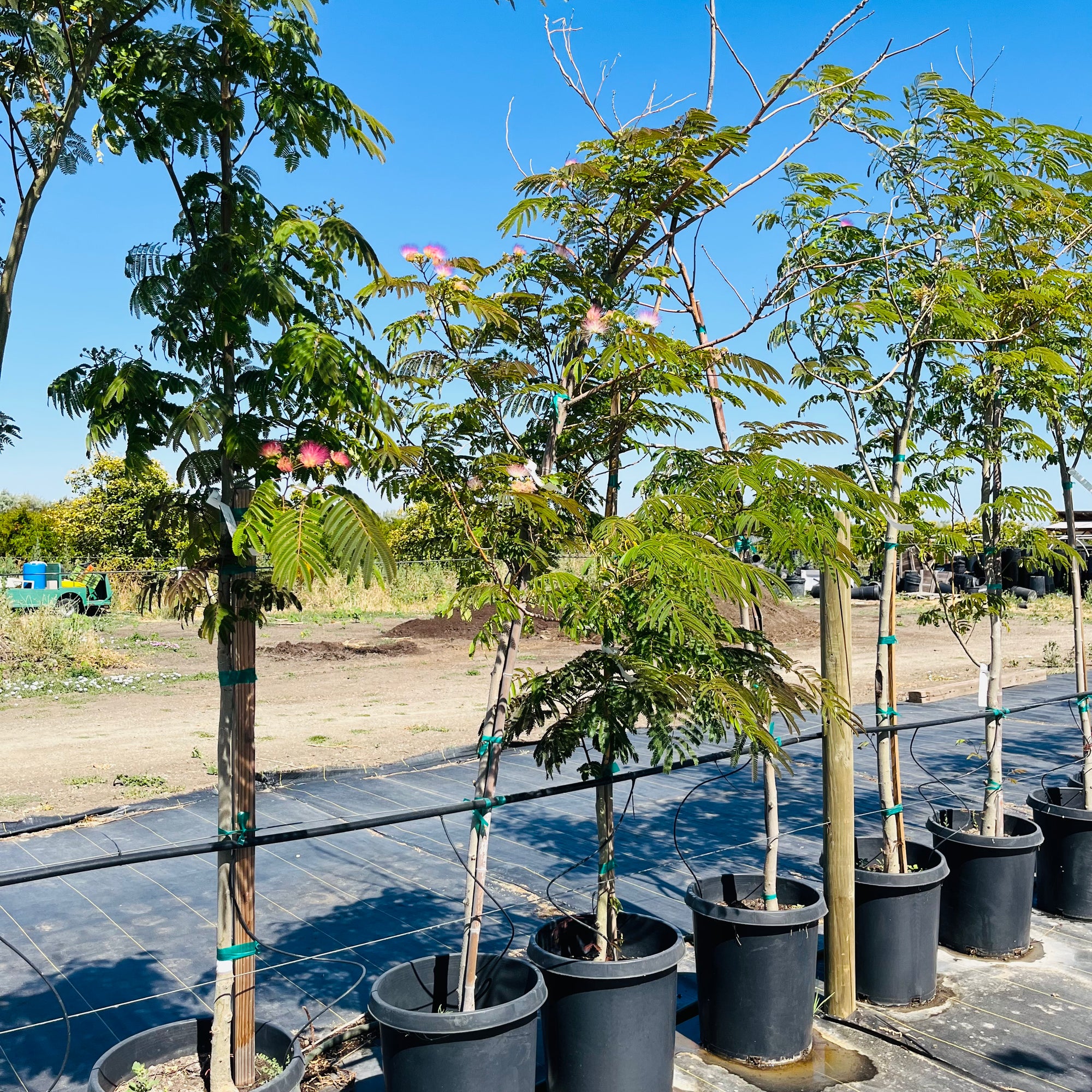 Mimosa Silk Tree