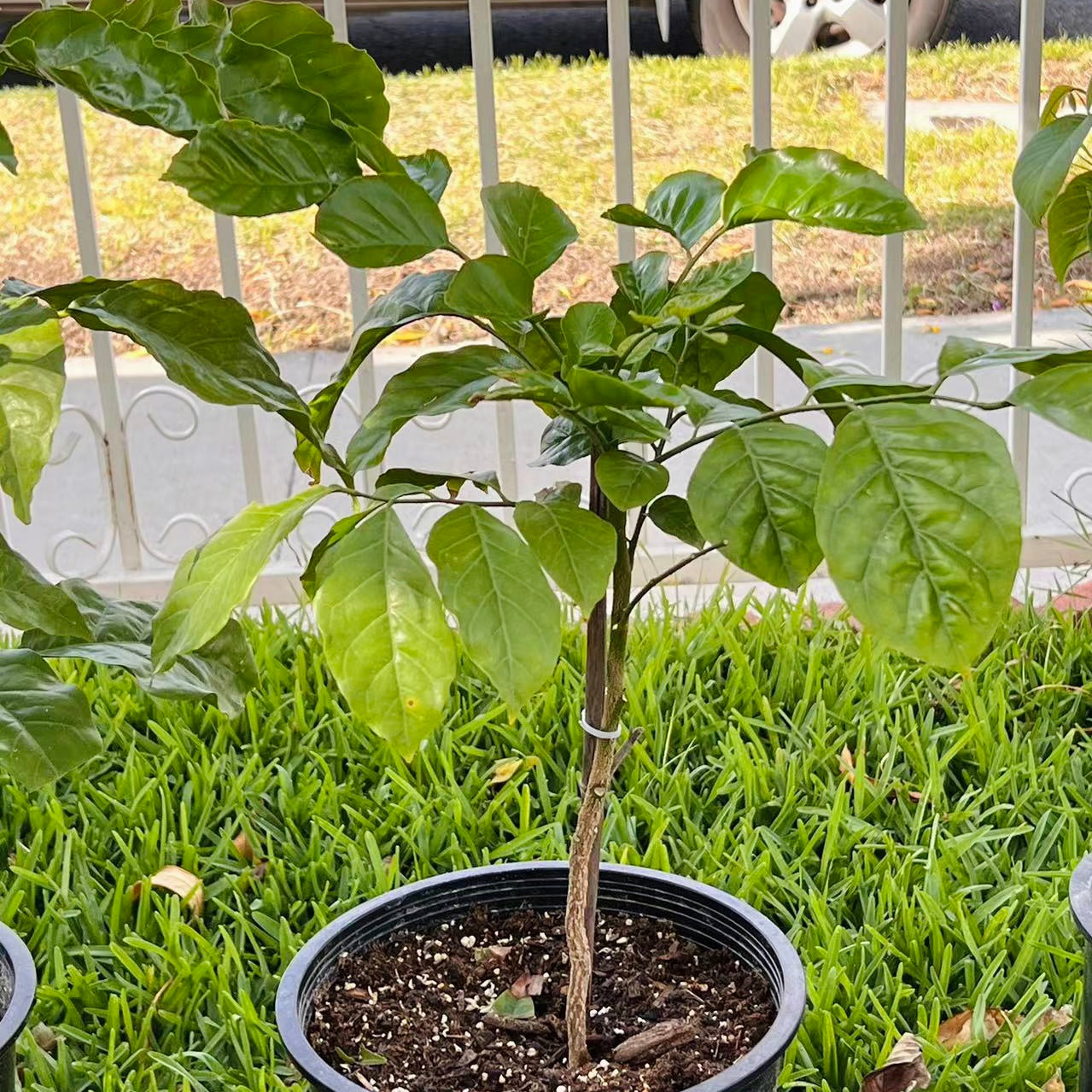 鸡心黄皮
