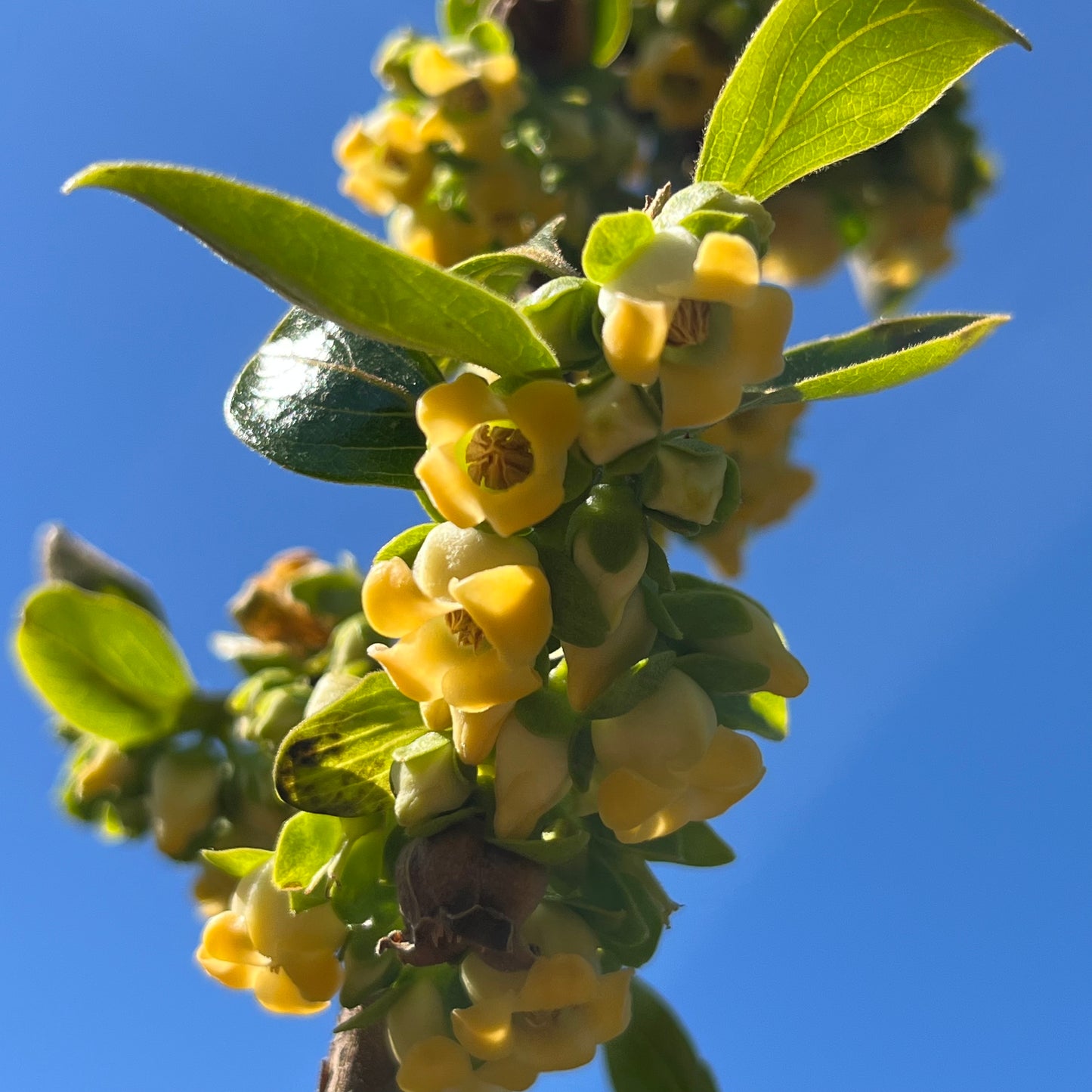 Persimmon Tree-Fuyu Crisp Persimmon