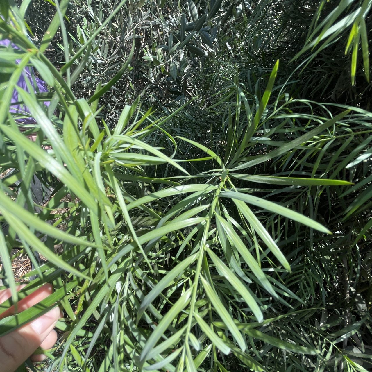 Podocarpus