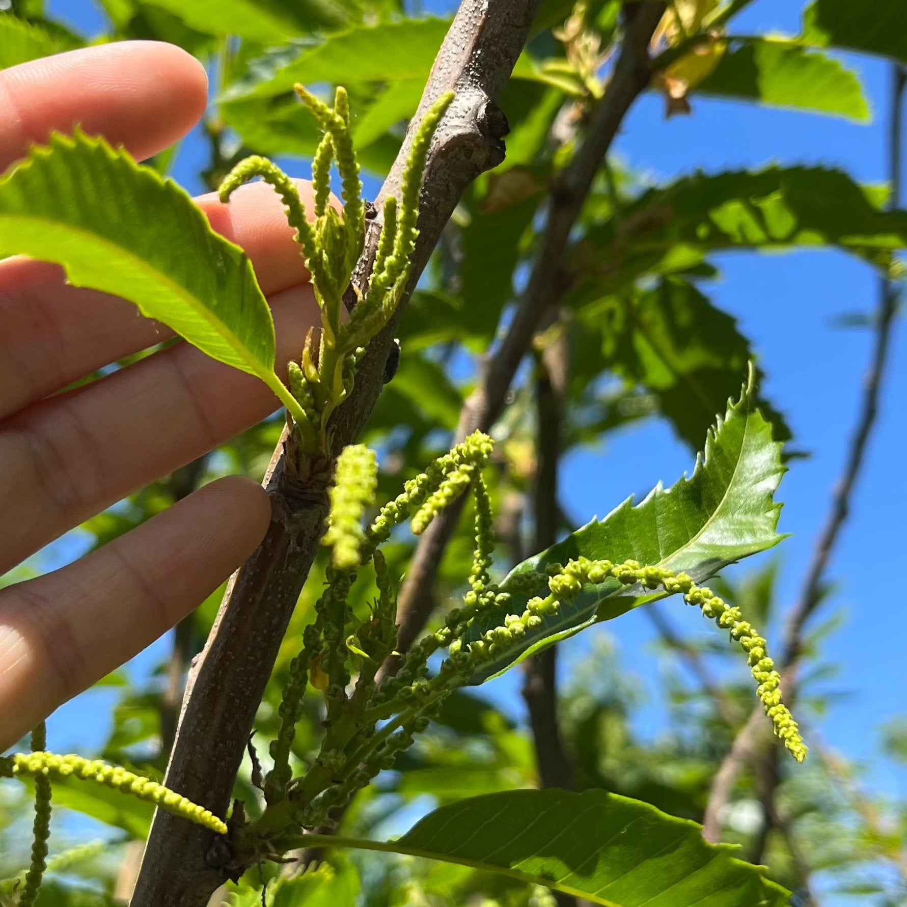 Chestnut