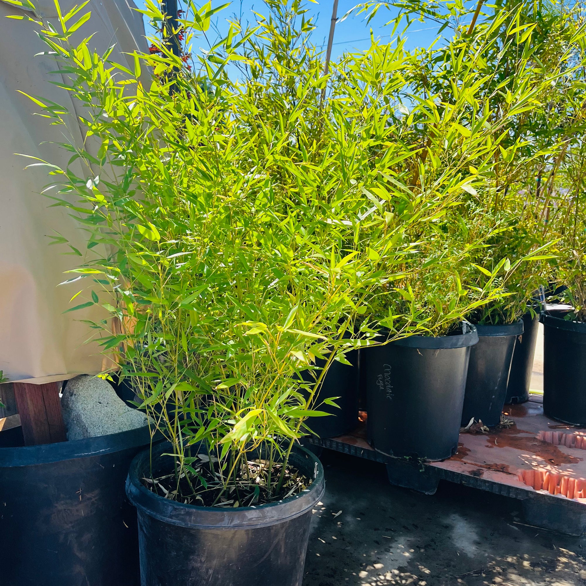 Black Bamboo