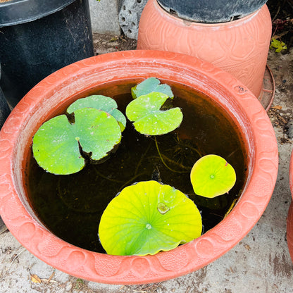 Lotus-Avalokitesvara