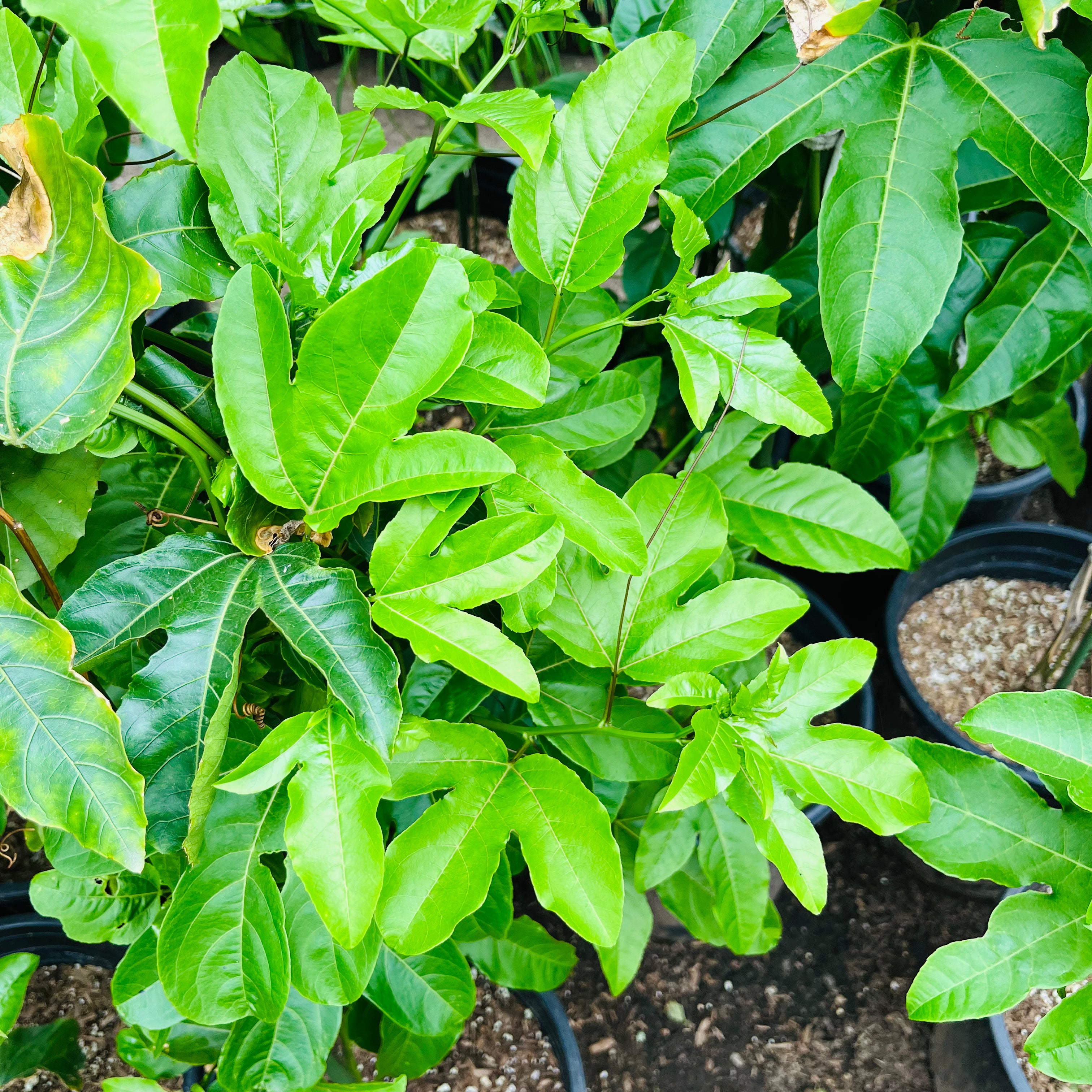 Yellow Passion Fruit