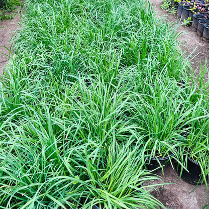 Vegetable Tree-Leek Seedlings