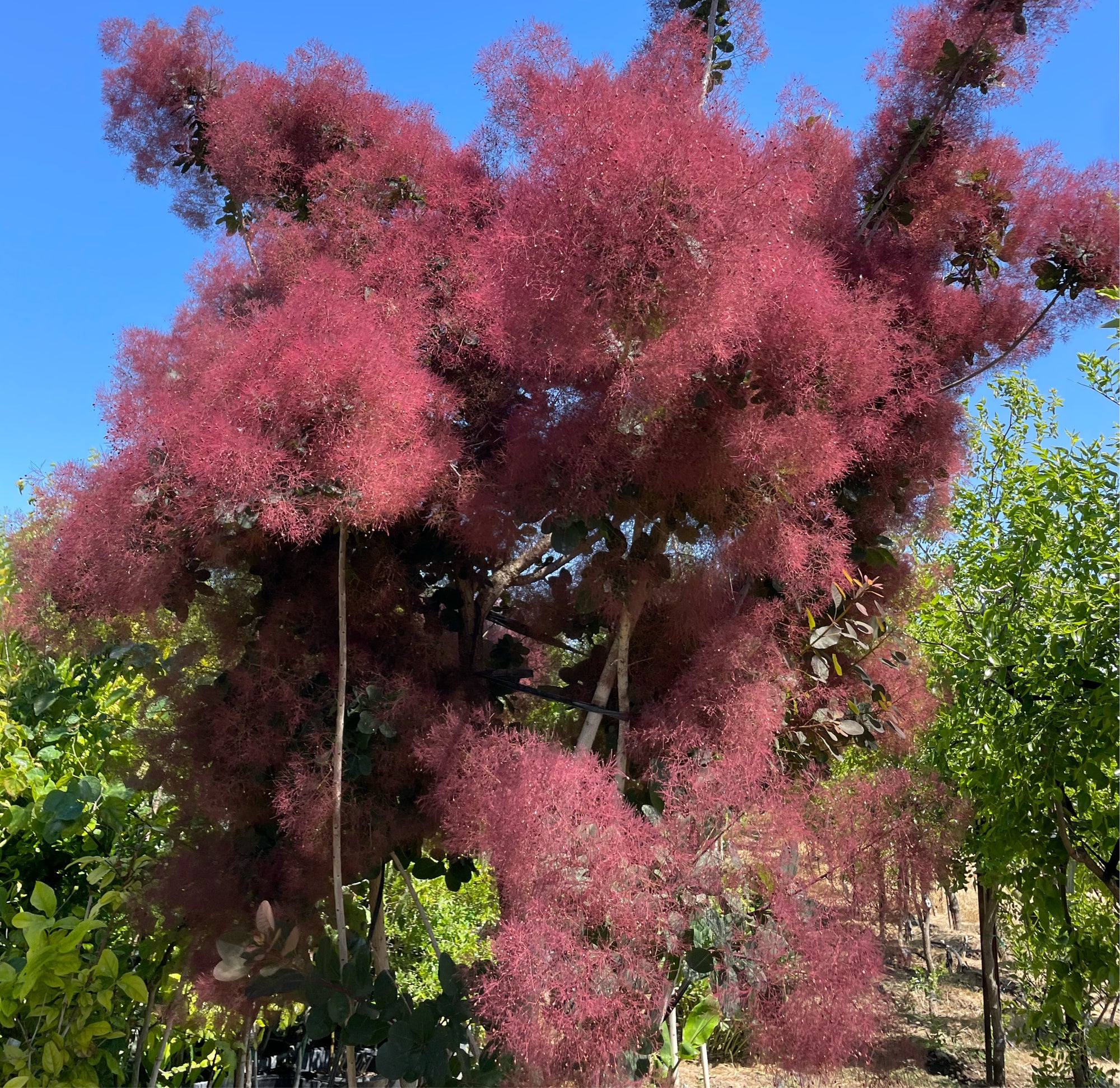 Royal Purple Smoke Bush