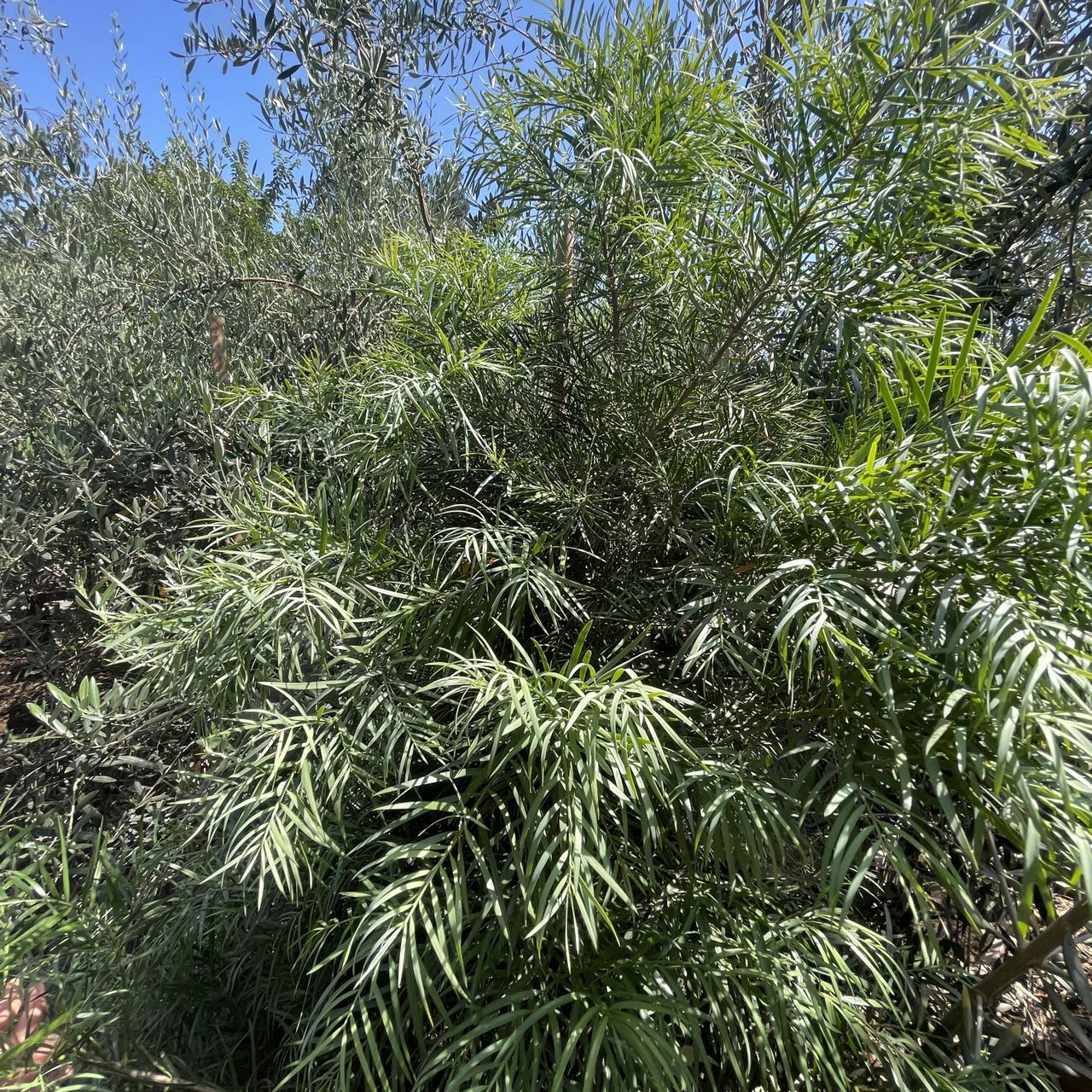 Fern Podocarpus