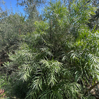 Podocarpus