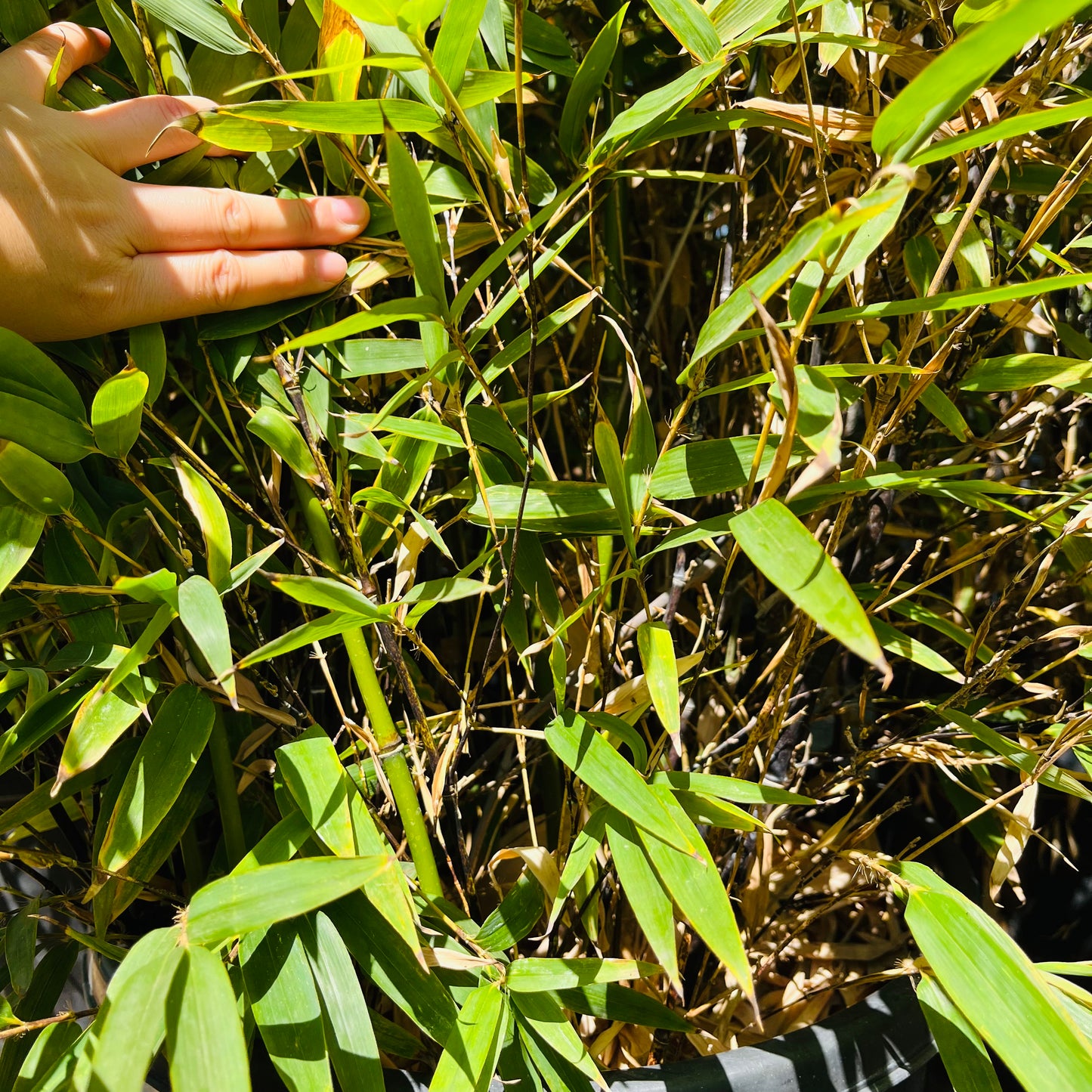 Bamboo-Black Bamboo/Purple Bamboo