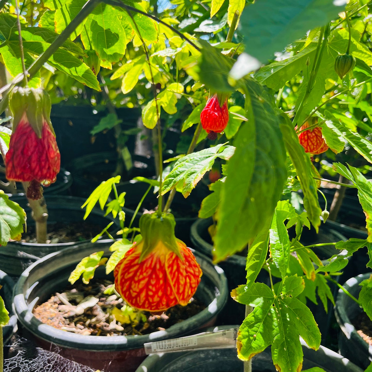 Lantern flower-Golden bell flower