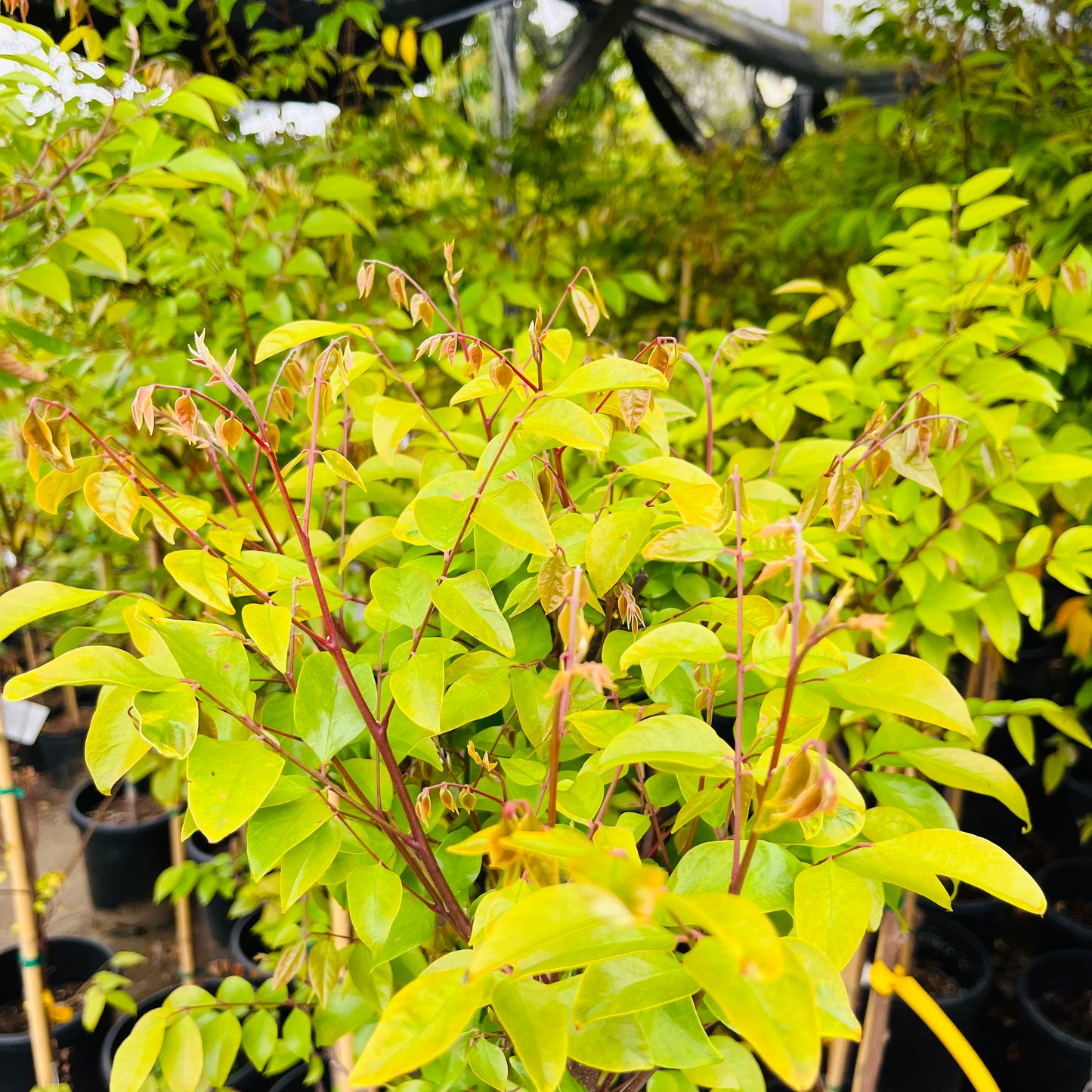 Carambola Tree - Golden Star Fruit