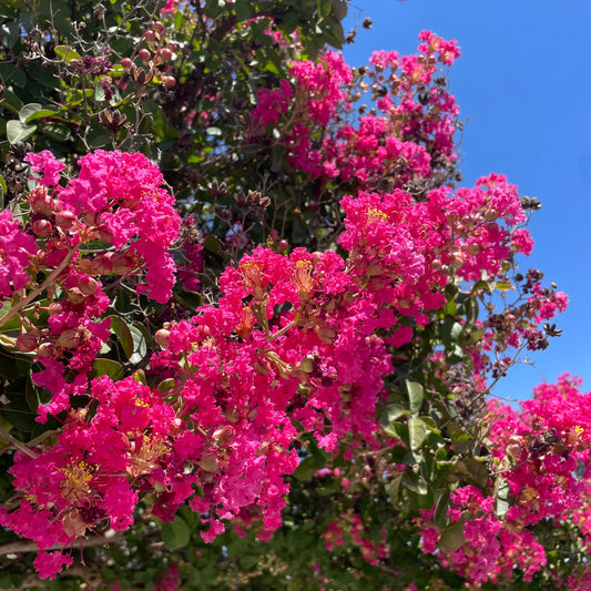 Crape Myrtle-Rose Red Crape Myrtle Tree