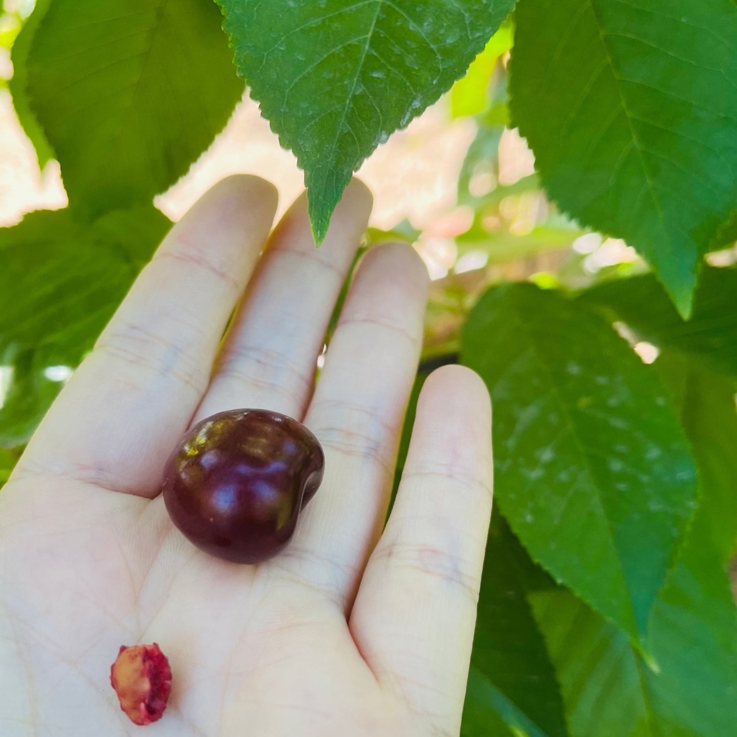 Cherry Tree-Binku Cherry