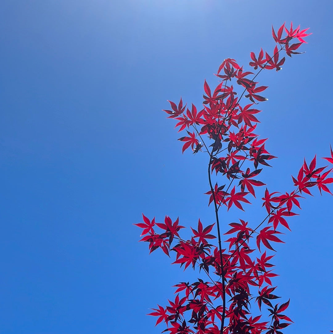 Acer palmatum - Imperial Japanese Maple