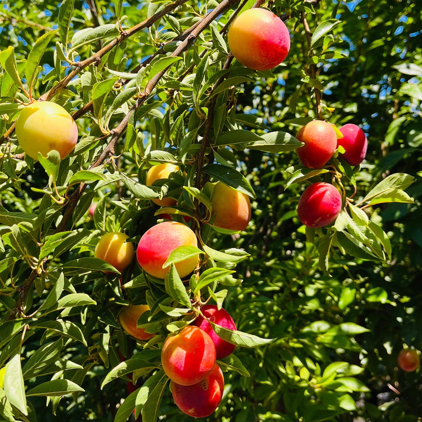 Plum Tree - Beautiful Sweet Plums