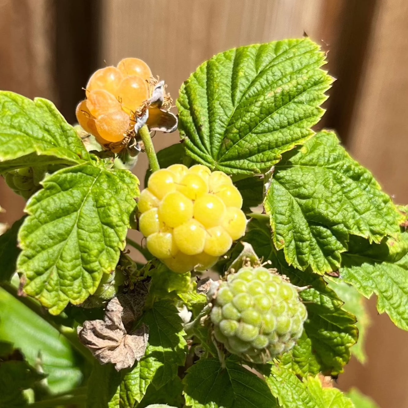 Fall Gold Raspberry