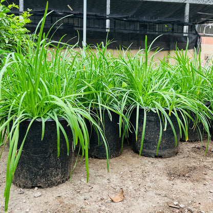 Vegetable Tree-Leek Seedlings