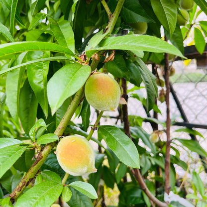 Peach Tree-Peach