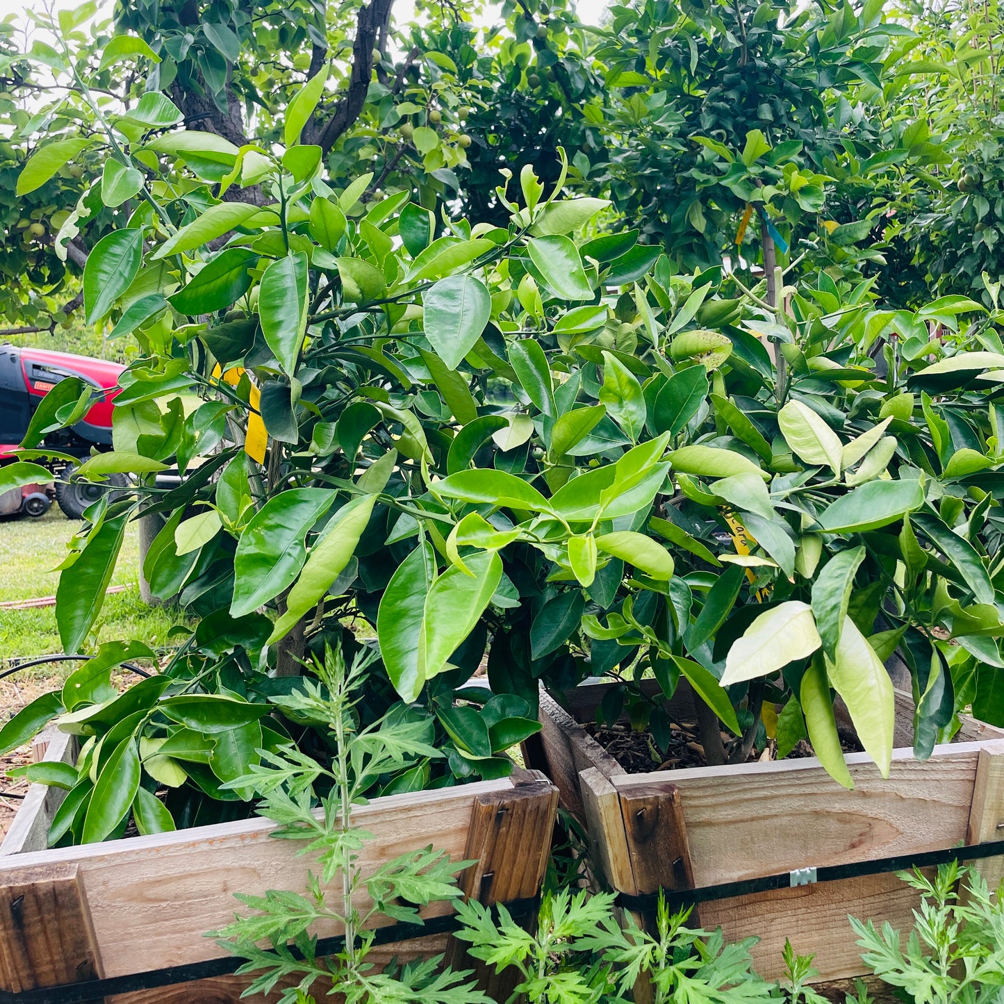 Orange Tree-Kara Red Navel Orange