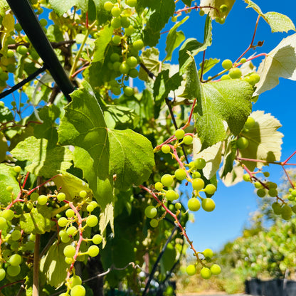 Grapevine-Seedless Black Grapes