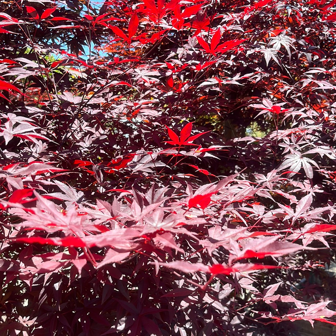 Acer palmatum - Imperial Japanese Maple