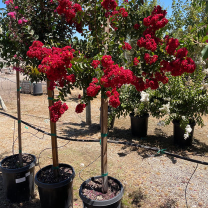 Red Crape Myrtle Tree