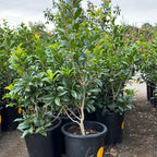 Orange Sweet Olive