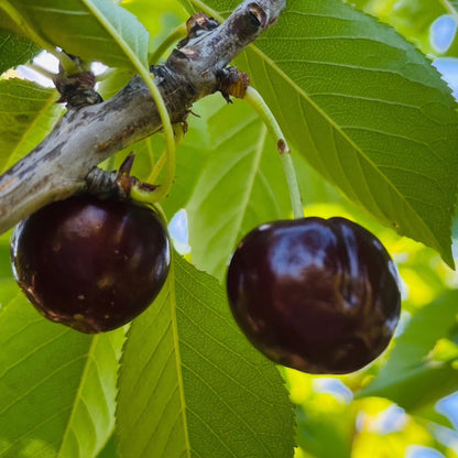 Cherry Tree-Binku Cherry