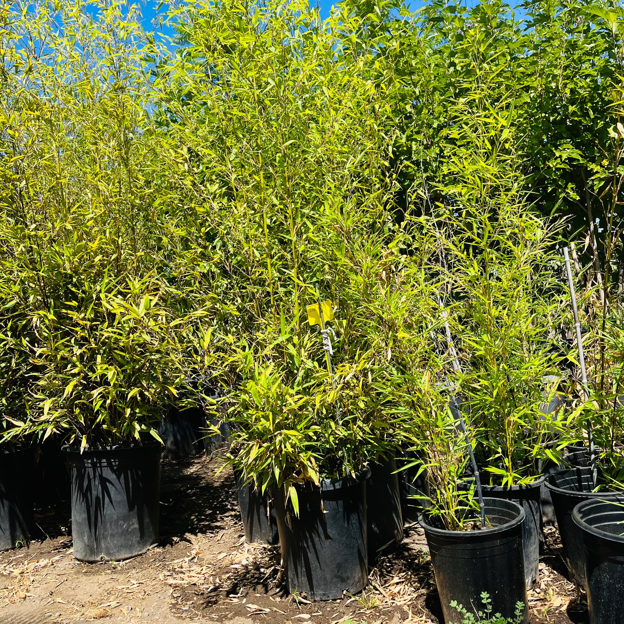 Black Bamboo