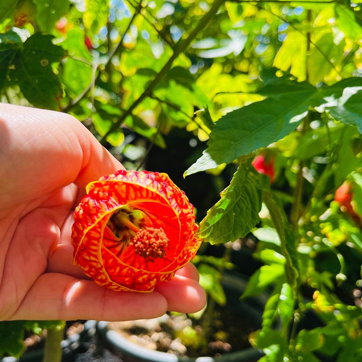 Lantern flower-Golden bell flower