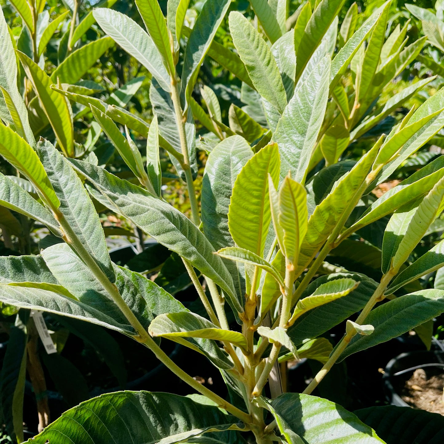 Loquat Tree-Champagne Loquat