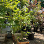 Smooth Japanese Maple