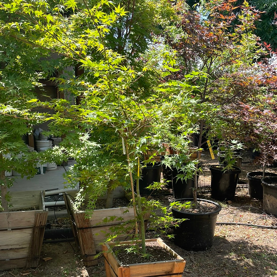 Smooth Japanese Maple
