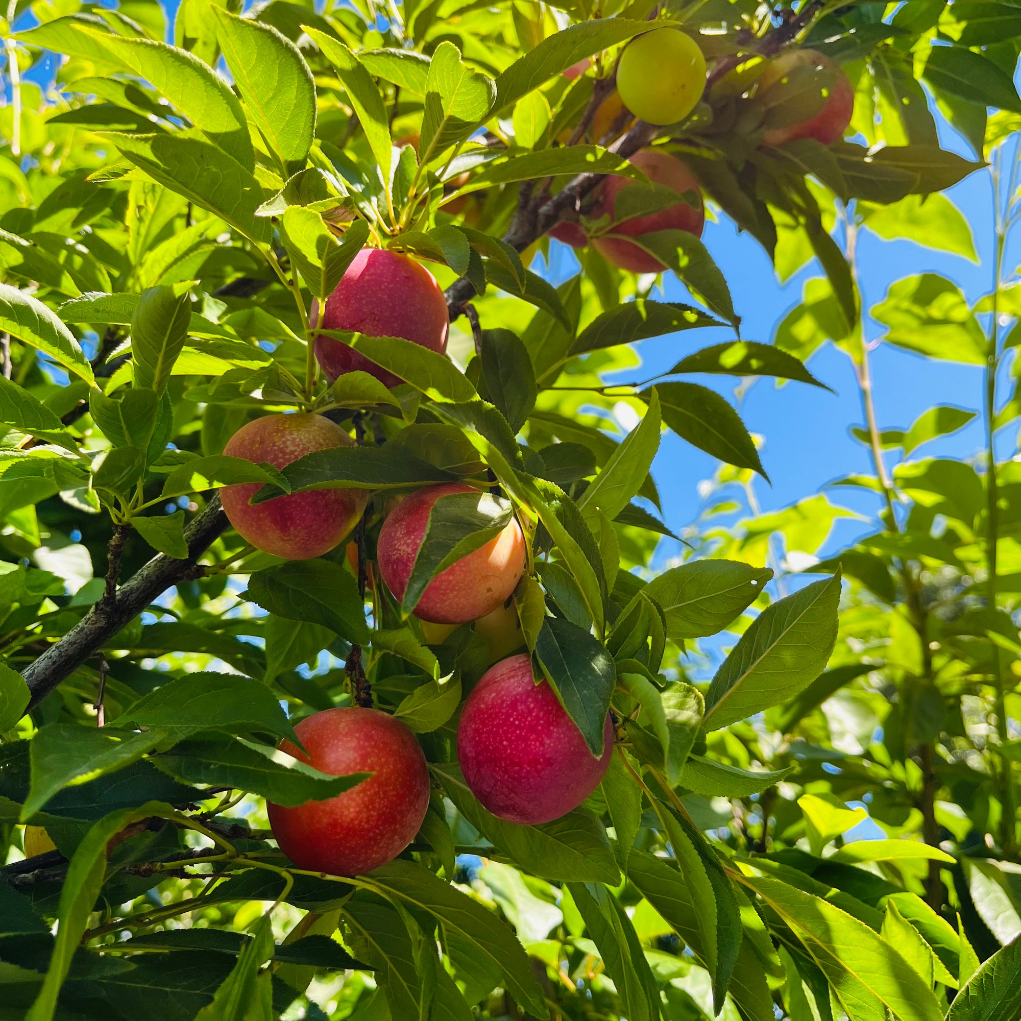 Beauty Japanese Plum