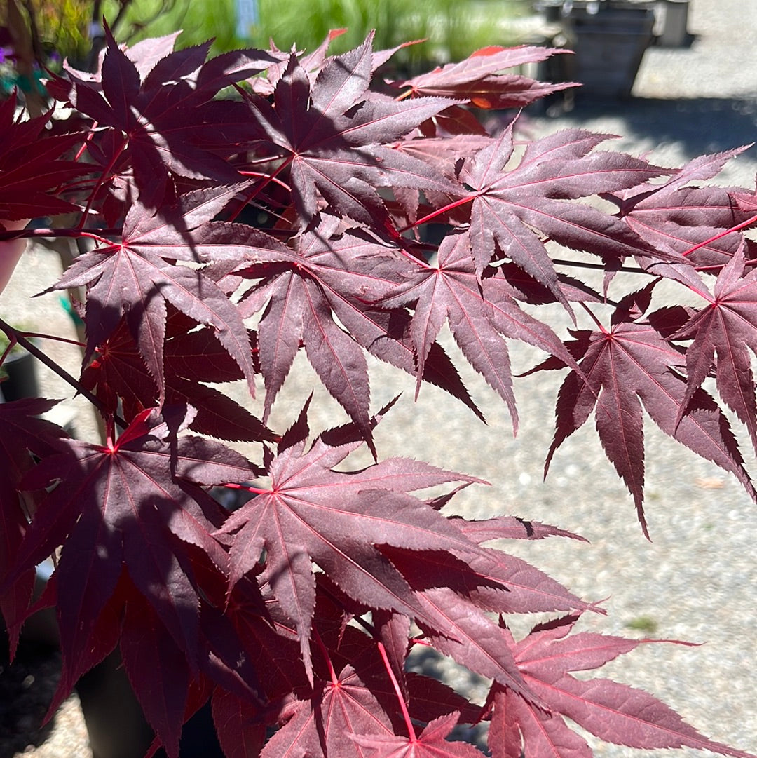 Acer palmatum - Japanese maple