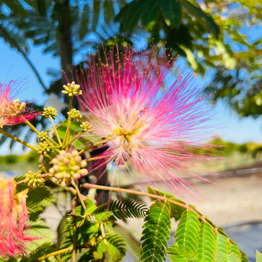 Albizia Julibrissin - Pink