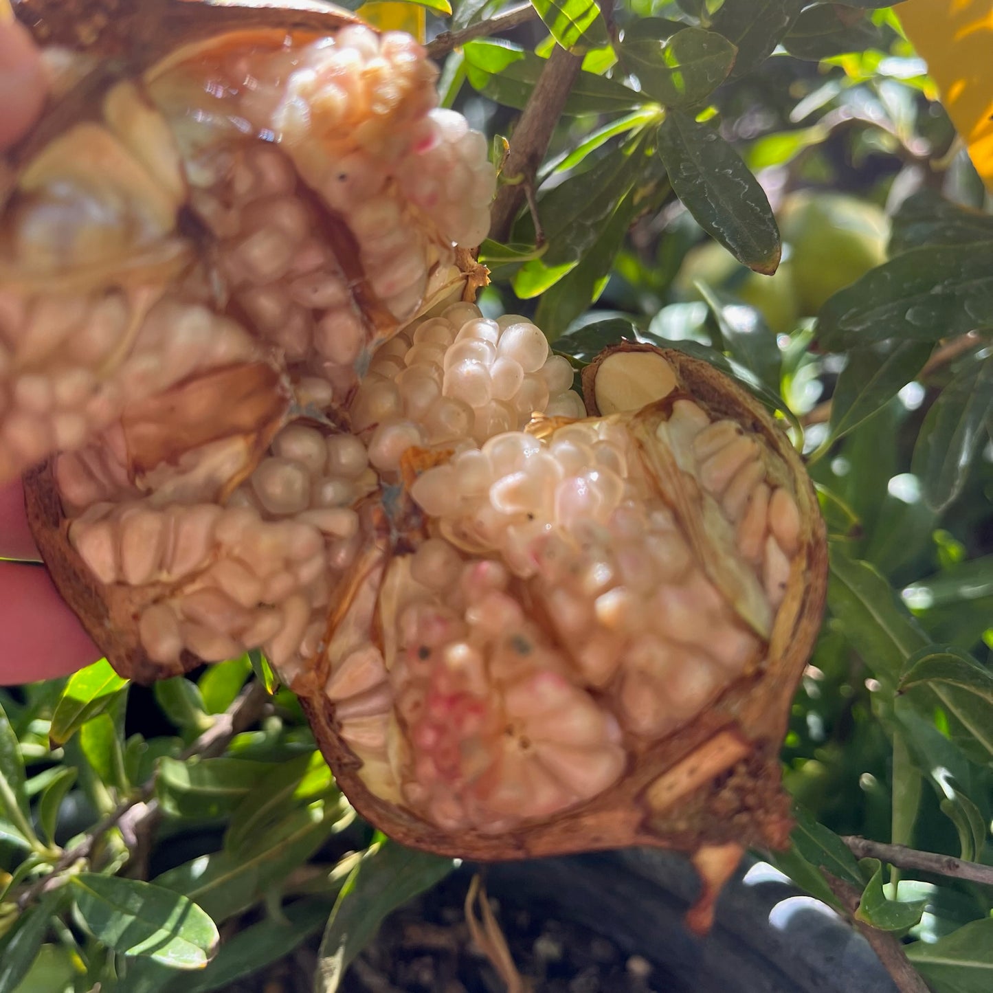 Pomegranate Tree - Punica granatum 