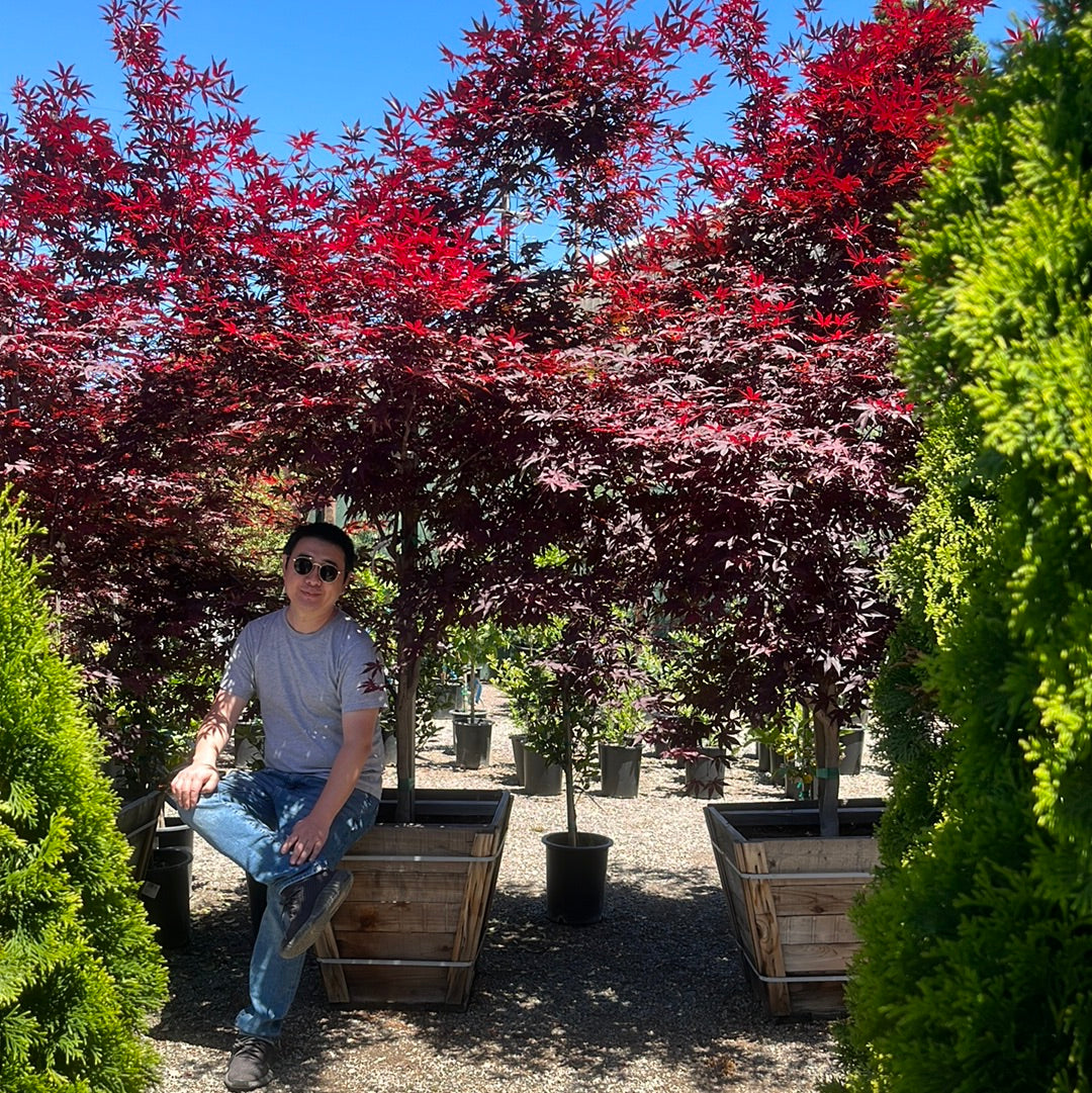 Acer palmatum - Imperial Japanese Maple