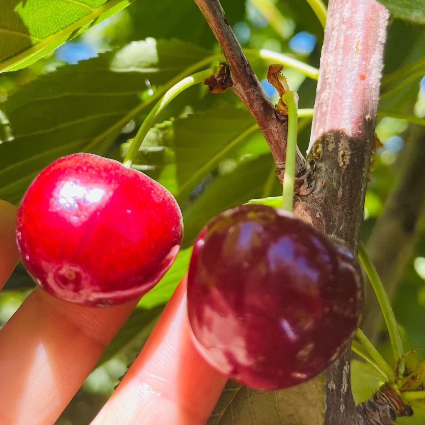 Cherry Trees - Rabins Sweet Cherry