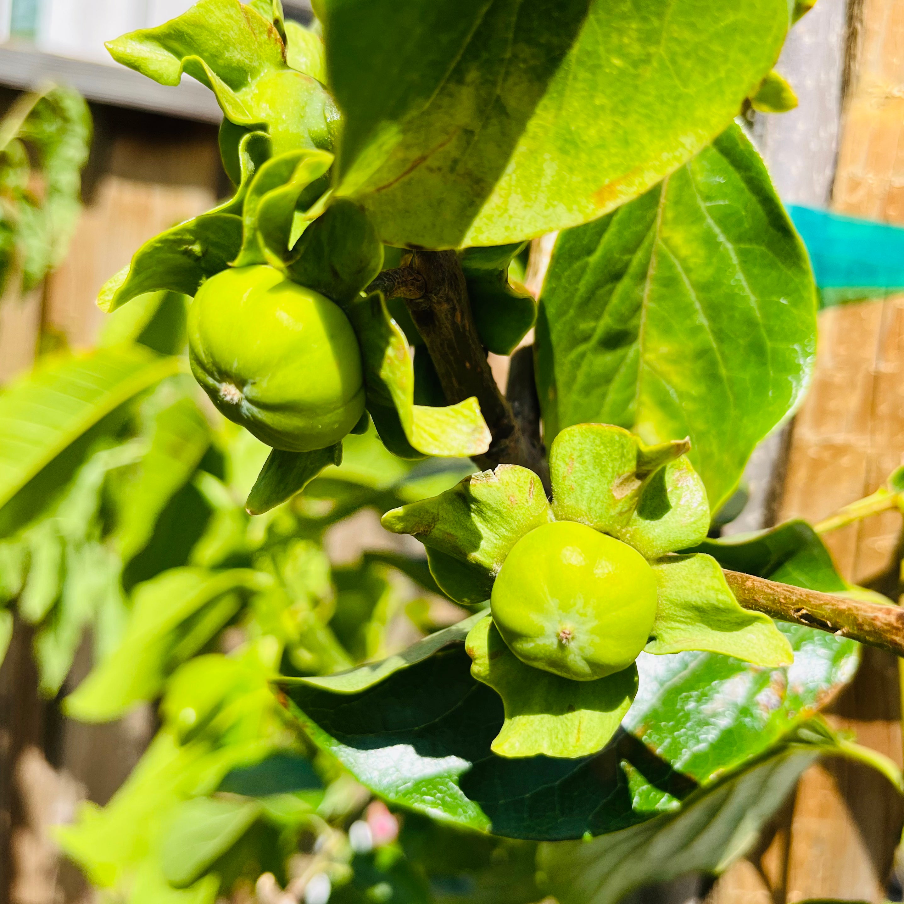  Fuyu Asian Persimmon