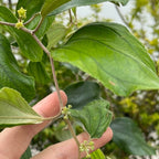 枣树-大青枣·奶油枣