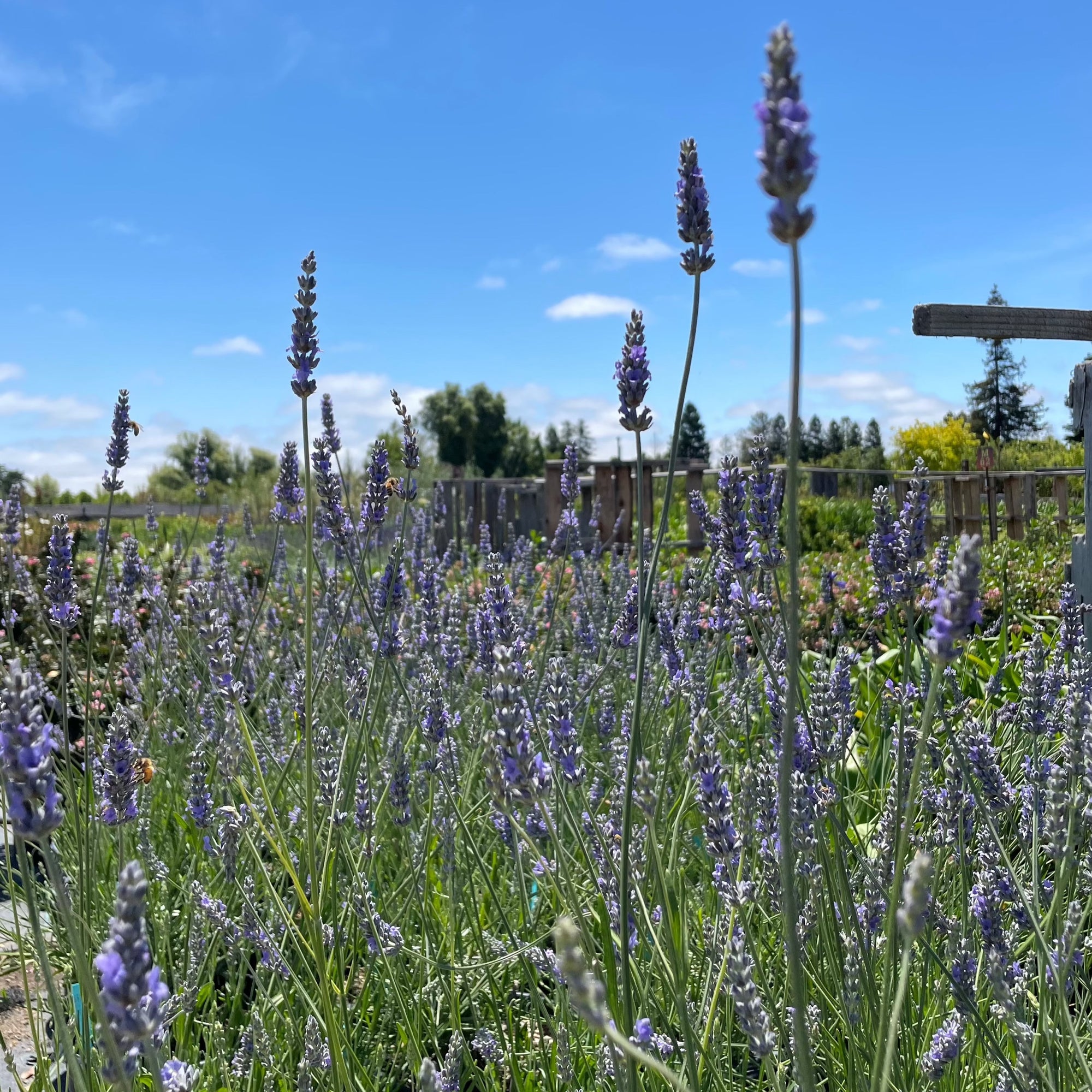 Provence Lavandin