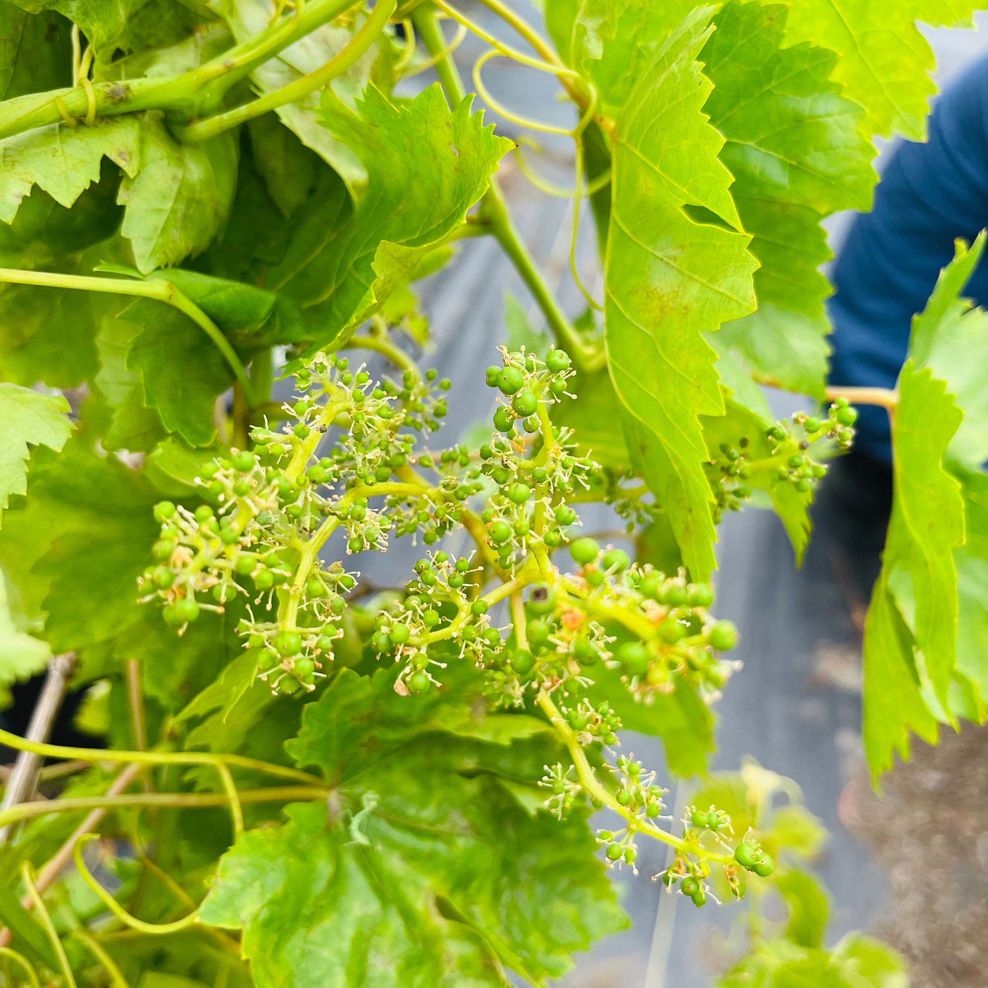 Kyho Grape
