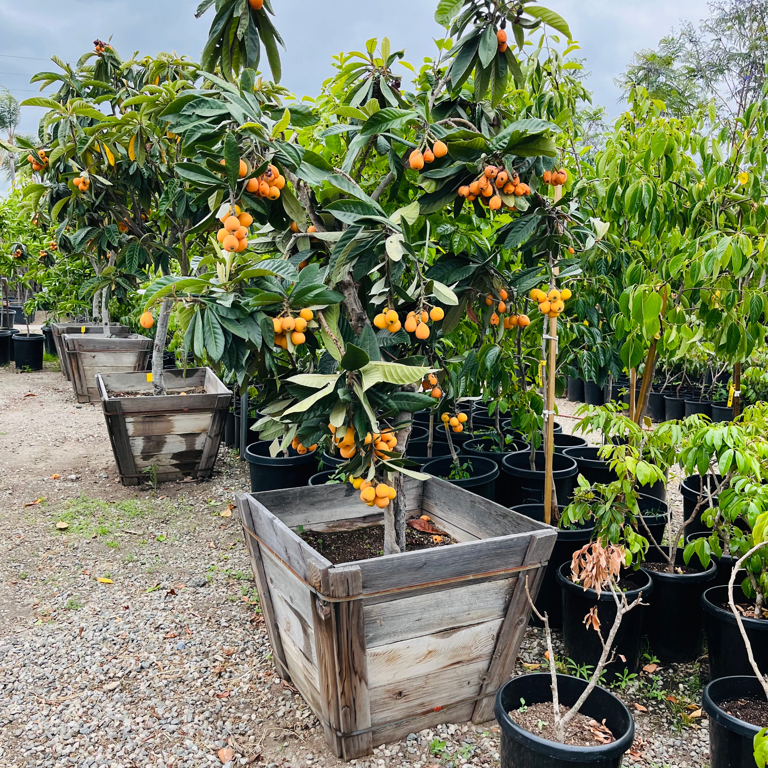 Big Jim Loquat