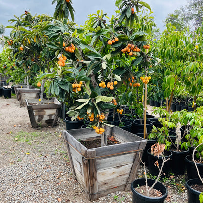 Loquat Tree-Giant Egg Loquat